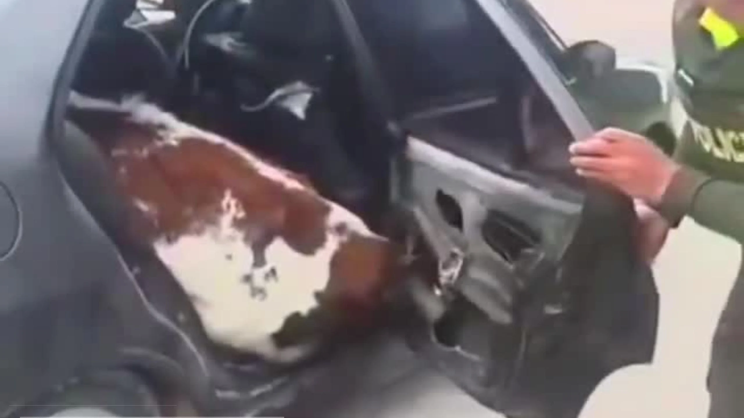 Hallan dos terneros en el asiento trasero de un carro durante operativo en Boyacá