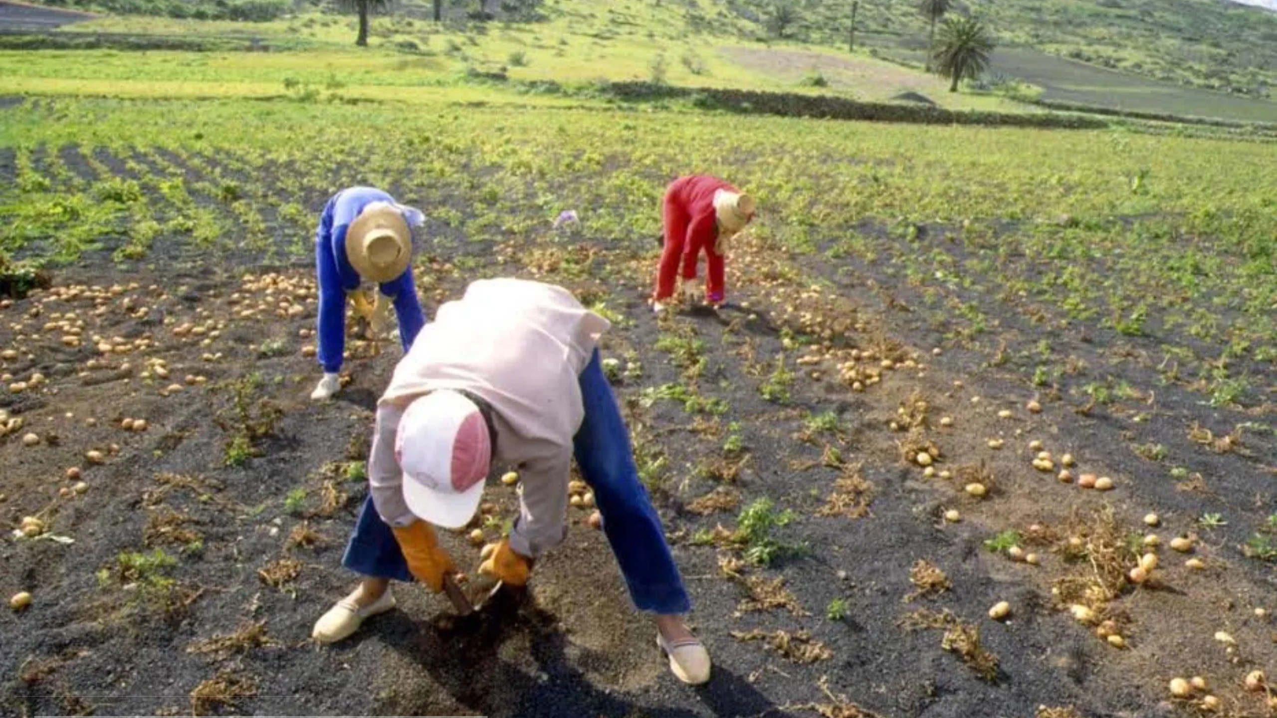 Agroexportadores alertan por efectos de la revaluación del peso en el empleo y las exportaciones